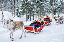 Reindeer Farm Visit Experience in Rovaniemi