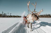 Reindeer Farm Visit Experience in Rovaniemi