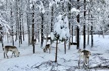 Reindeer Farm Visit Experience in Rovaniemi