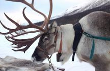 Reindeer Farm Visit Experience in Rovaniemi