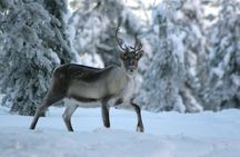 Reindeer Sled Ride in the Forests of Lapland