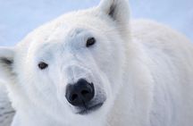 Ranua Wildlife Park Guided Tour