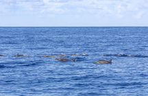 Mauritius dolphin and whale watching speedboat tour