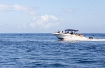 Mauritius dolphin and whale watching speedboat tour