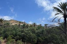 Half-day guided tour to berber Oasis with short trekking