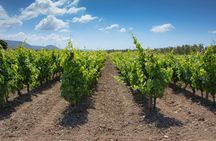 Vineyard walk and wine tasting with aperitif in Alghero