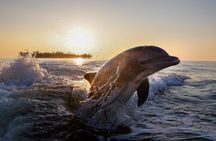 Marco Island dolphin and shelling boat tour