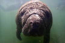 Manatee snorkeling with in-water photographer in Crystal River