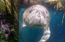 Manatee snorkeling with in-water photographer in Crystal River