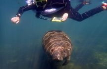 Manatee snorkeling with in-water photographer in Crystal River