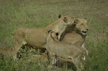 Mikumi National Park 1-day safari tour from Zanzibar