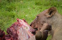 Mikumi National Park 1-day safari tour from Zanzibar