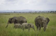 Mikumi National Park 1-day safari tour from Zanzibar