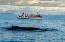 Premium whale and puffin watching tour in Reykjavík