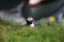 Premium puffin tour in Reykjavík