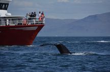 Classic whale watching tour in Reykjavík