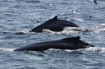 Classic whale watching tour in Reykjavík