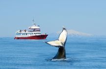 Classic whale watching tour in Reykjavík