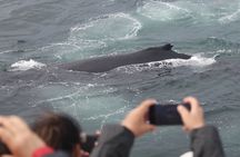 Classic whale watching tour in Reykjavík