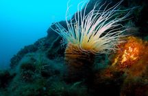 Underwater discovery dive from Pod Beli beach