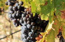 Dalmatian delights food and wine tour with Šibenik sightseeing