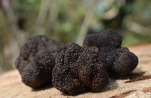Truffle hunting and gourmet lunch in Tuscany from Florence