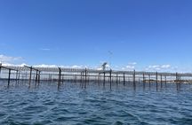 Picpoul de Pinet by minibus with boat tour and oysters tasting