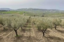 Tasting of EVO oil in the province of Agrigento