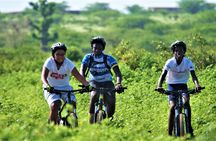 Pointe Sarene 3-hour bike tour