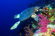 Blue snorkeling cruise with breakfast and lunch from Hurghada