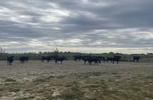 Sable de Camargue half-day minibus tour with horse ride