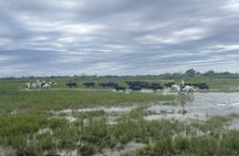 Sable de Camargue half-day minibus tour with horse ride