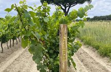 Sable de Camargue half-day minibus tour with lunch and tastings