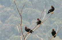 Birdwatching half-day tour in Langkawi