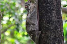 Langkawi rainforest guided tour after dark
