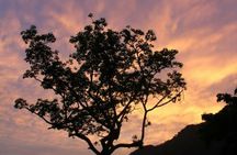 Langkawi rainforest guided tour after dark