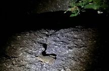 Langkawi rainforest guided tour after dark