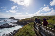 Puffing Billy and Phillip Island Penguin Parade Bus Tour
