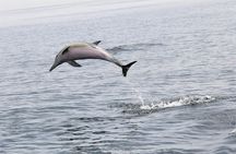 Dolphins and whales watching experience in Portugal