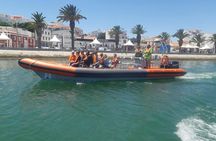 Dolphins and whales watching experience in Portugal