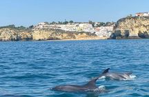 Dolphins and whales watching experience in Portugal