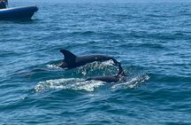 Dolphins and whales watching experience in Portugal
