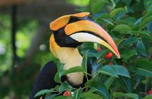Birdwatching half-day tour in Langkawi