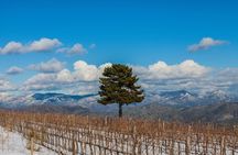 7 or 4 Wines and Food Tasting in Etna Regional Park with Winery Tour