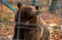 Libearty Bear Sanctuary and Bran Castle private full-day tour
