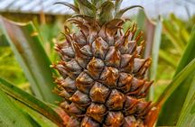 Sete Cidades and Western São Miguel full-day tour