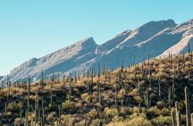 Saguaro National Park Self-Guided Driving Audio Tour