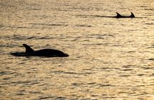 Lanzarote Sunset Dolphin Spotting Catamaran Cruise