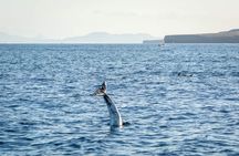 Lanzarote dolphin and whale watching four-hour boat trip