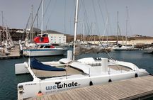 Lanzarote dolphin and whale watching four-hour boat trip
